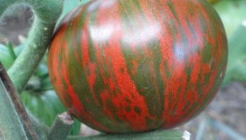 Красив сорт домати: расте „като на мая“ — огромни домати с особена окраска