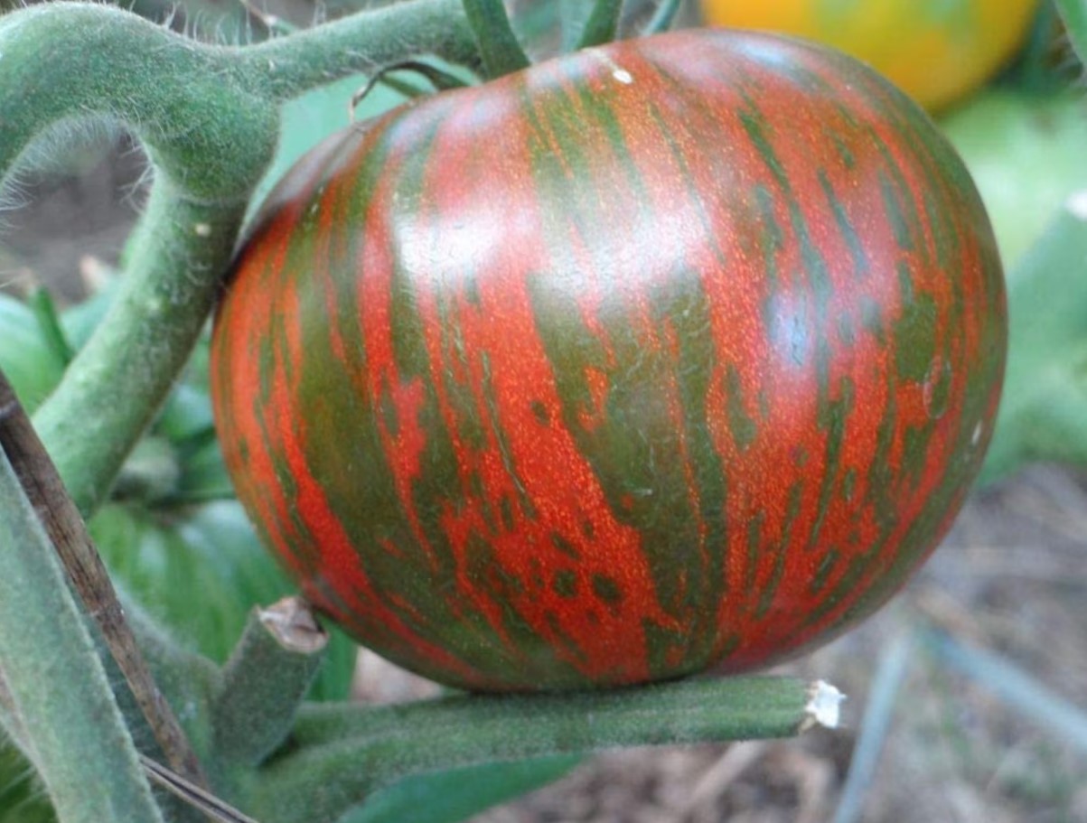 Красив сорт домати: расте „като на мая“ — огромни домати с особена окраска